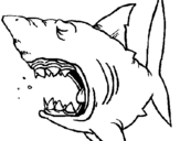Desenho Tubarão pintado por b