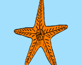 Desenho Estrela do mar pintado por Marcia