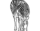 Desenho Zebra pintado por 6