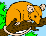Desenho Ardilla possum pintado por andre
