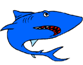 Desenho Tubarão pintado por MIGUEL