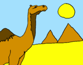 Desenho Camelo pintado por croc