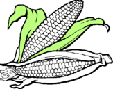 Desenho Espiga de milho  pintado por piupiu