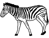 Desenho Zebra pintado por MATHEUS