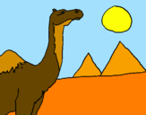 Desenho Camelo pintado por lllllllllkkkh