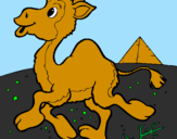 Desenho Camelo pintado por isabele