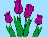 Desenho Tulipa pintado por jane