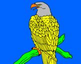 Desenho Águia num ramo pintado por jeandrey 