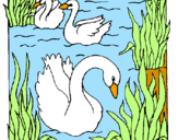 Desenho Cisnes pintado por maria eduarda