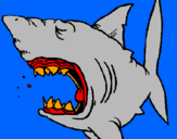 Desenho Tubarão pintado por giovana