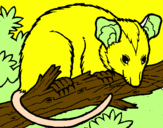 Desenho Ardilla possum pintado por max