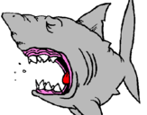 Desenho Tubarão pintado por Bibi