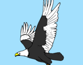 Desenho Águia a voar pintado por gabriel