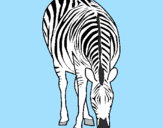 Desenho Zebra pintado por elisa