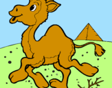 Desenho Camelo pintado por Felipe de Sá