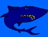 Desenho Tubarão pintado por sabrina ribeiro de lima