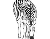 Desenho Zebra pintado por Carolina