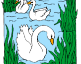 Desenho Cisnes pintado por Letícia