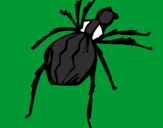 Desenho Aranha viúva negra pintado por Jeff Hardy