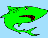 Desenho Tubarão pintado por NICOLAS