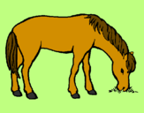 Desenho Cavalo a comer  pintado por Gabriele
