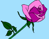 Desenho Rosa pintado por cheila