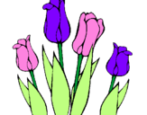 Desenho Tulipa pintado por tulipa