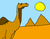 Desenho Camelo pintado por cooda