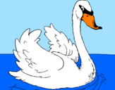 Desenho Cisne na água pintado por dIOGO