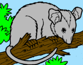 Desenho Ardilla possum pintado por maiquinho da 12