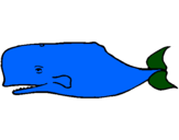 Desenho Baleia azul pintado por pedro