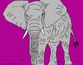 Desenho Elefante pintado por maxi