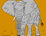 Desenho Elefante pintado por JOAO MARCOS