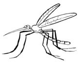 Desenho Mosquito pintado por anónimo