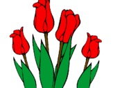 Desenho Tulipa pintado por Ilminha