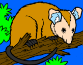 Desenho Ardilla possum pintado por bianca