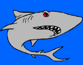 Desenho Tubarão pintado por joao