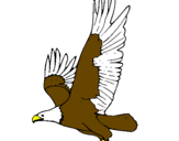 Desenho Águia a voar pintado por caio henrique