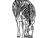 Desenho Zebra pintado por carolina