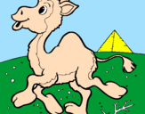 Desenho Camelo pintado por aquiles