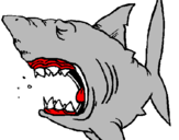 Desenho Tubarão pintado por luiz