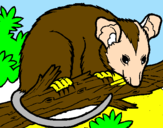 Desenho Ardilla possum pintado por geovana n