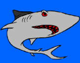 Desenho Tubarão pintado por wallerya
