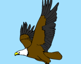 Desenho Águia a voar pintado por Wanessa Original