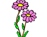 Desenho Margaridas pintado por flor lu