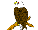 Desenho Águia num ramo pintado por samuel