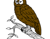 Desenho Coruja pintado por coruja