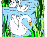 Desenho Cisnes pintado por Úrsula