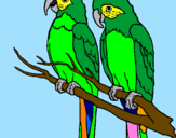 Desenho Louros pintado por Juarez Fº-Meus papagaios
