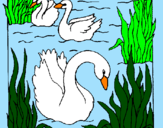 Desenho Cisnes pintado por maria fernanda portel